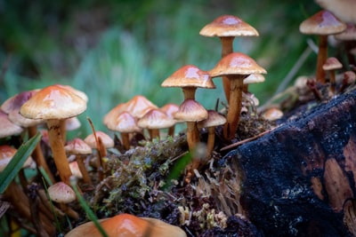 褐蘑菇的照片
